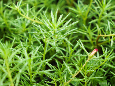 40 Sundial PEPPERMINT PORTULACA Grandiflora Moss Rose Pink Streaked Succulent Flower Seeds